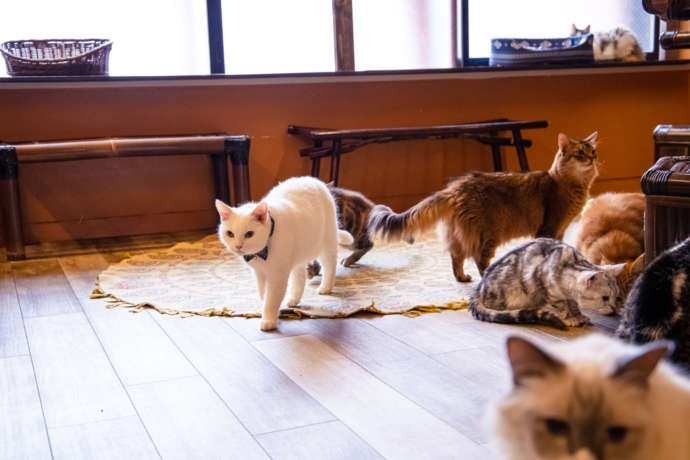 猫カフェぐるぐる堂にいる個性豊かな性格をもつ猫たち