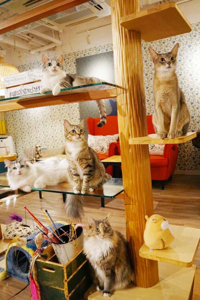 店内のキャットタワーに集まる猫たちの写真