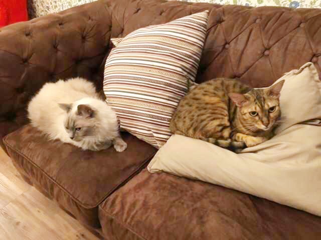 お客様用のソファでくつろぐ猫たちの写真
