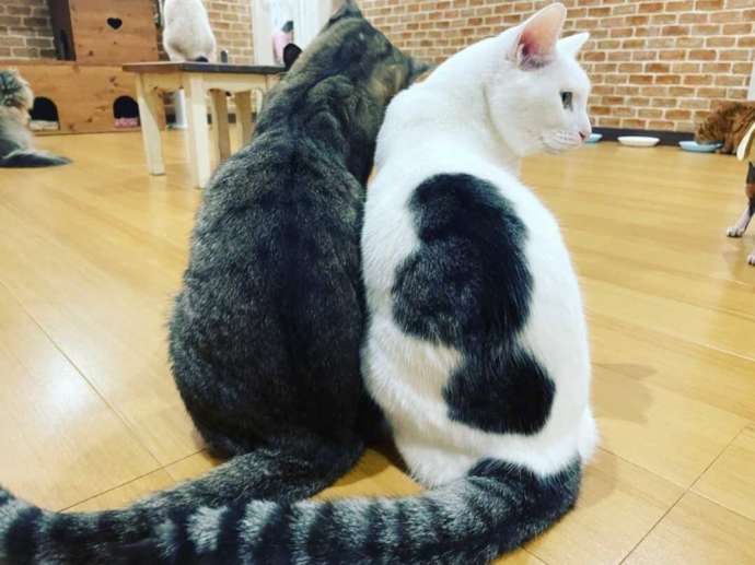 「猫カフェ紅葉」で暮らす保護猫の兄妹