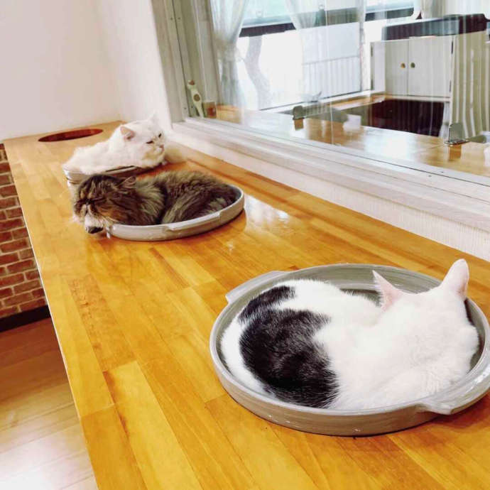 「猫カフェ紅葉」内に設置されたねこ鍋でくつろぐ猫たち