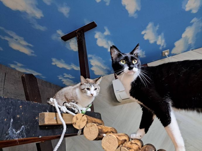 ねこひげの店内で遊ぶ2匹の猫の写真
