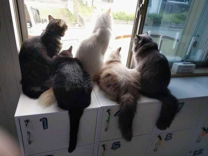 「ねこのひたい」に在籍する猫たち
