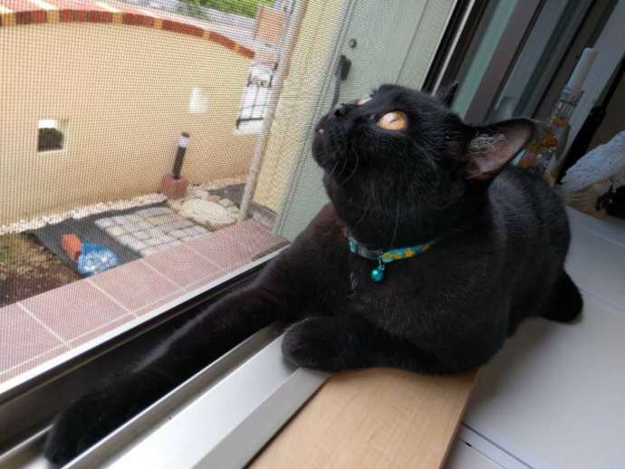窓際で過ごす「ねこのひたい」の猫