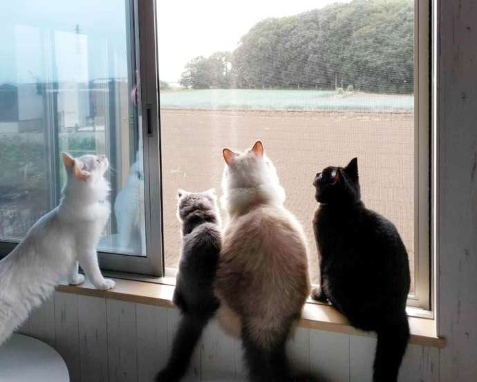 「ねこのひたい」に在籍する猫たち