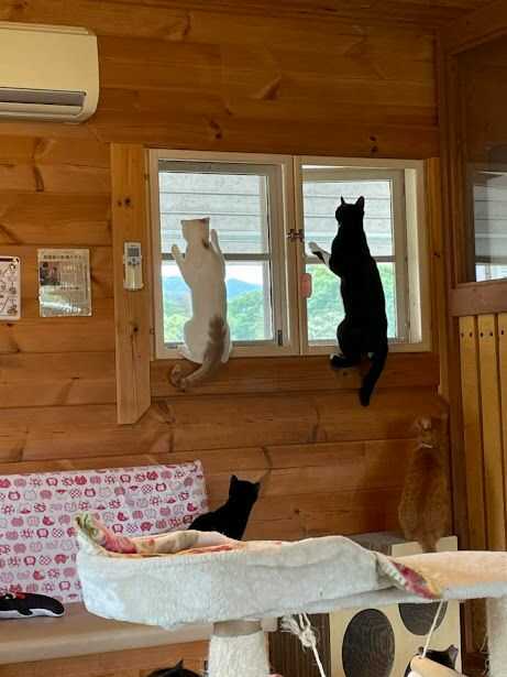 窓によじ登る「ねこ達のいえ」の猫たち