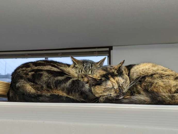 保護猫カフェオハナの店内で寝ている2匹の猫の写真