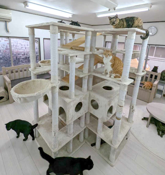 保護猫カフェオハナの室内のキャットタワーと猫の写真