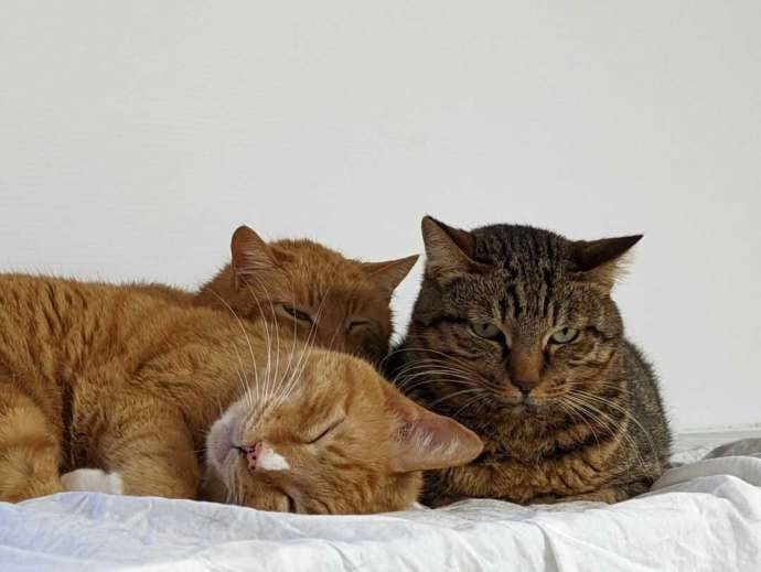 保護猫カフェオハナの3匹の猫の写真
