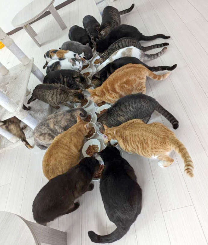 保護猫カフェオハナのたくさんの猫の食事中の写真