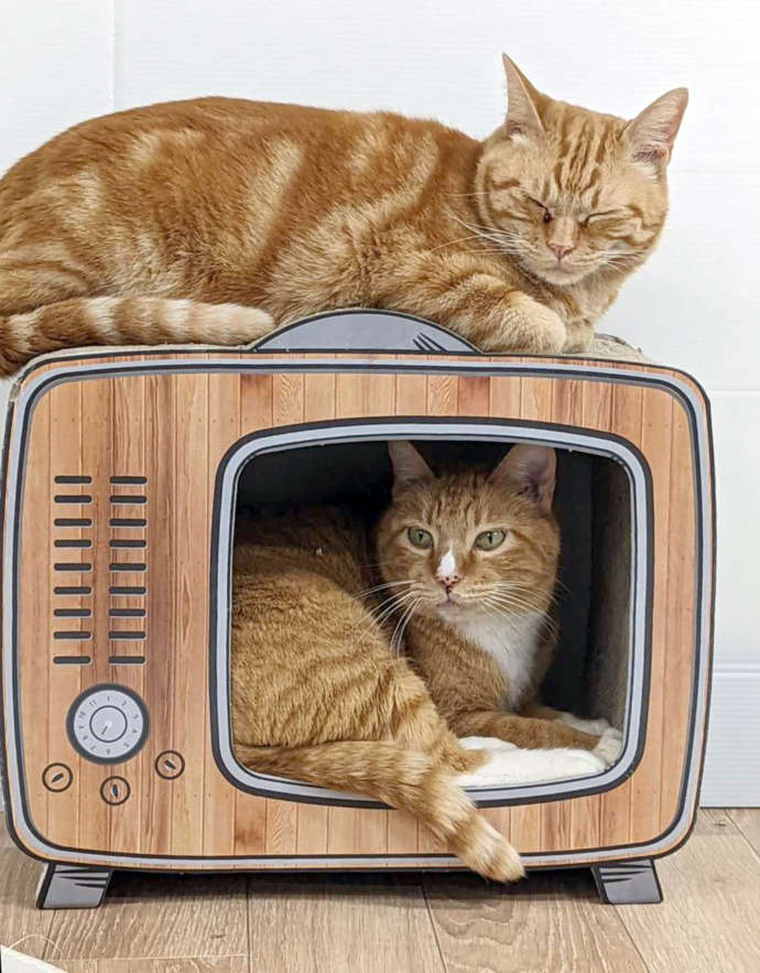 保護猫カフェオハナの2匹の猫の写真
