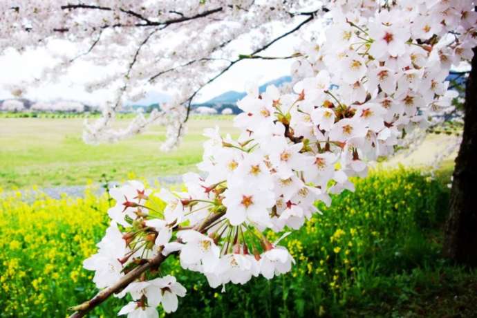 上堰潟公園に咲く桜