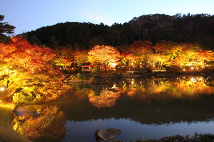 「修善寺 虹の郷」で11月ごろに開催される紅葉のライトアップの様子