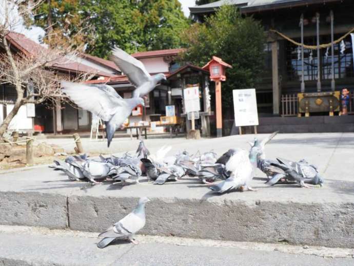 報徳二宮神社の境内の鳩