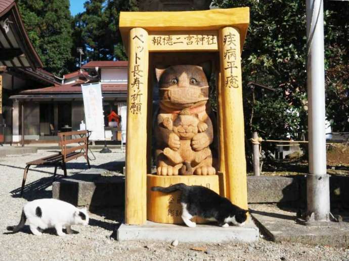 報徳二宮神社のコマ猫