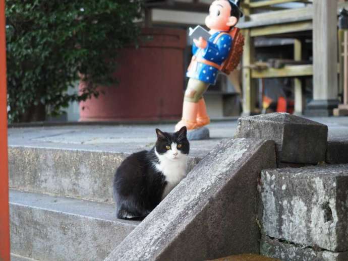 報徳二宮神社の猫・ビビちゃん