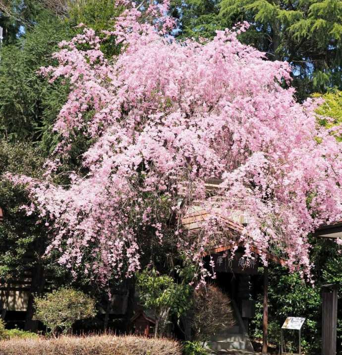 報徳二宮神社の枝垂れ桜