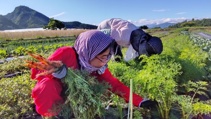 福島県西会津町の移住体験で実施している農業体験