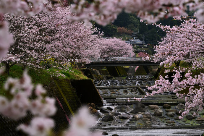西原村の春に咲く桜と川の写真