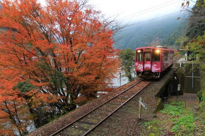 「錦川鉄道」が運営する錦川清流線の紅葉シーズンの風景