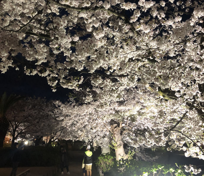 夙川の夜桜を見に訪れた人々