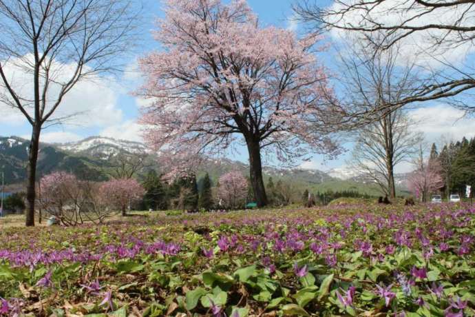 桜とカタクリの花「安ヶ沢カタクリ群生地」