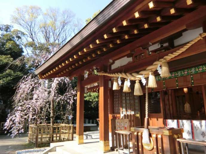 新田神社の大堂と桜