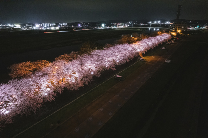 ライトアップされた直方市の河川敷の夜桜