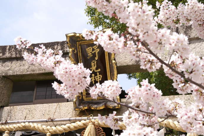 春は桜が咲き乱れる野見神社の鳥居