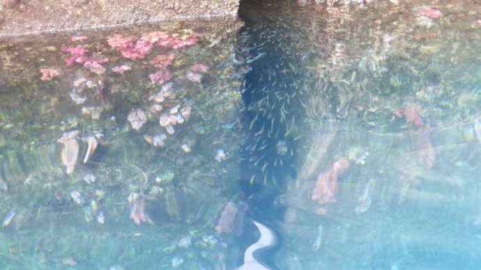 西伊豆の海中で青い熱帯魚が群れをなして泳ぐ姿