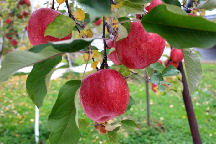 塩崎農園で育てているりんご