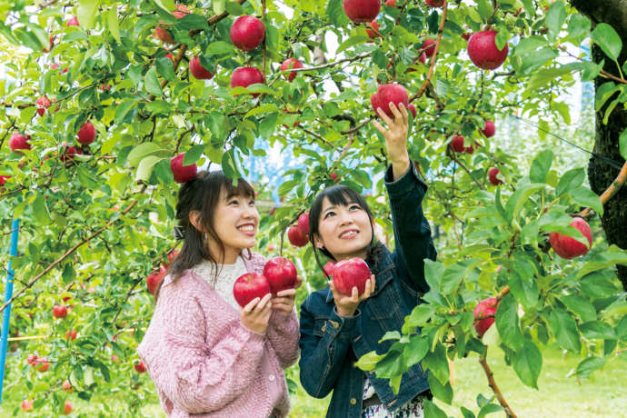 沼田市のりんご狩りを楽しんでいる