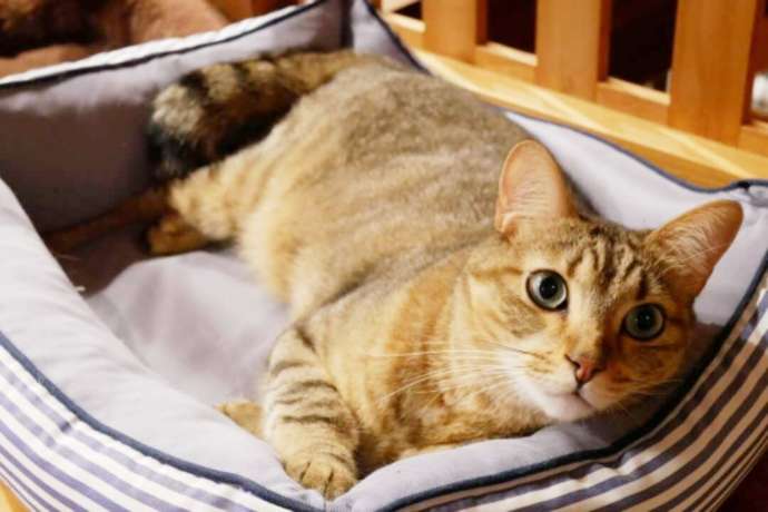 クッションの上に横たわる「ニャンカンパネラ」の猫