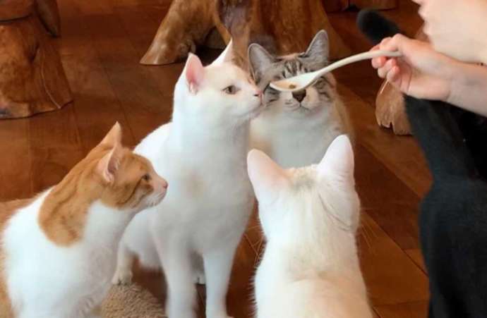おやつを食べようと集まる「ニャンカンパネラ」の猫たち