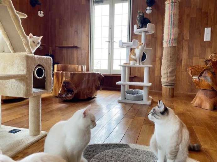 キャットルームで過ごす「ニャンカンパネラ」の猫たち