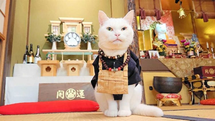 京都府左京市にある猫猫寺の白い猫