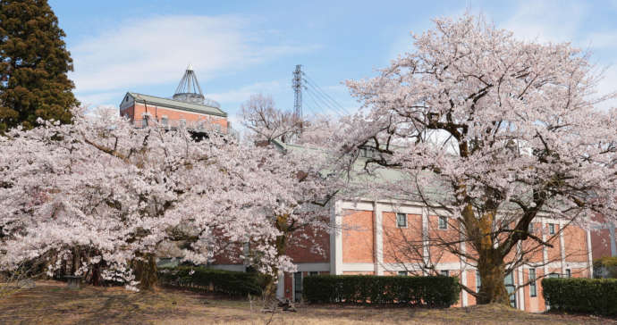 発電所美術館と桜の風景