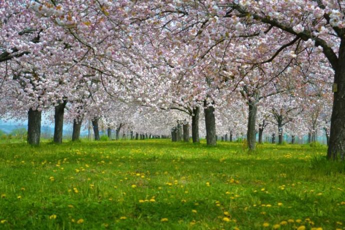 桜の季節の千曲川堤防