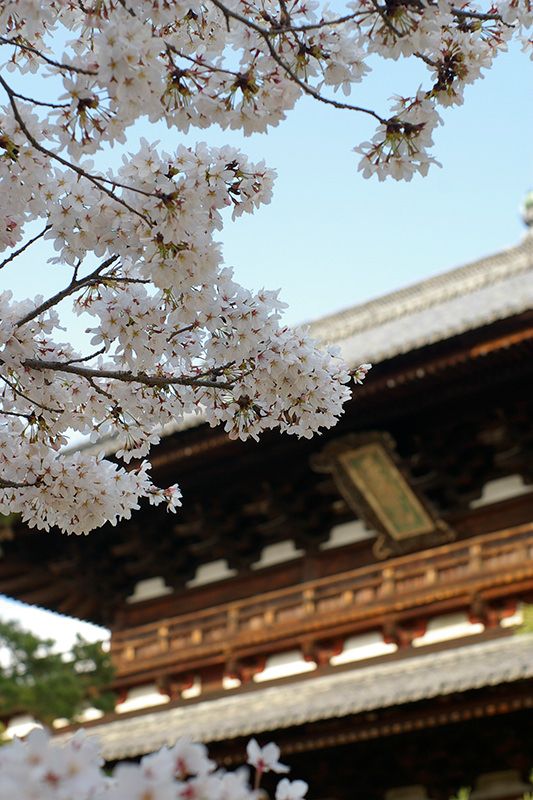 桜が咲く春の萬福寺