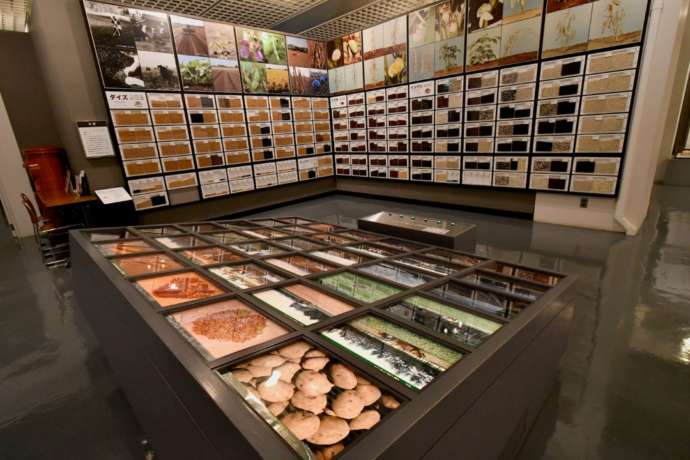 「帯広百年記念館」で展示中の十勝地方で生産される豆類やジャガイモ類などの資料