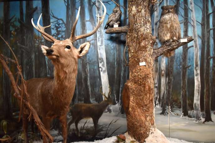 「帯広百年記念館」内に展示されている十勝地方の野生動物の剥製
