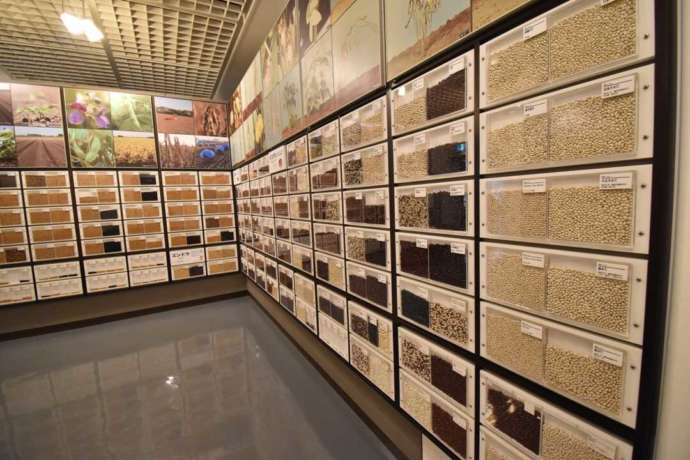 「帯広百年記念館」に展示中の十勝地方で生産される豆類