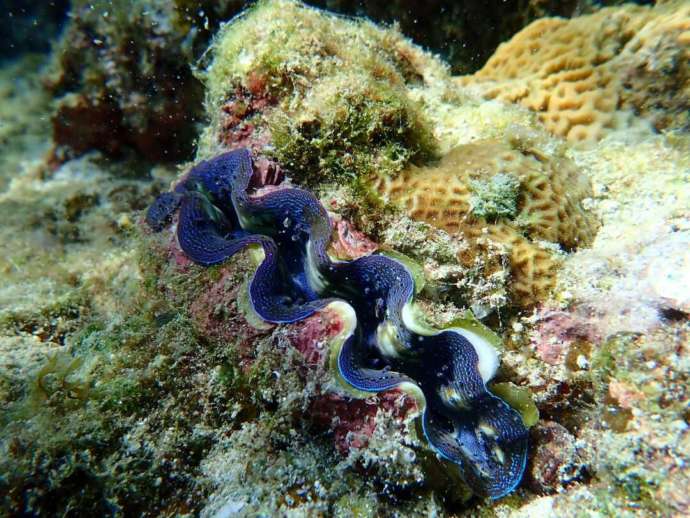 海底のサンゴ礁に埋もれているシャコガイ
