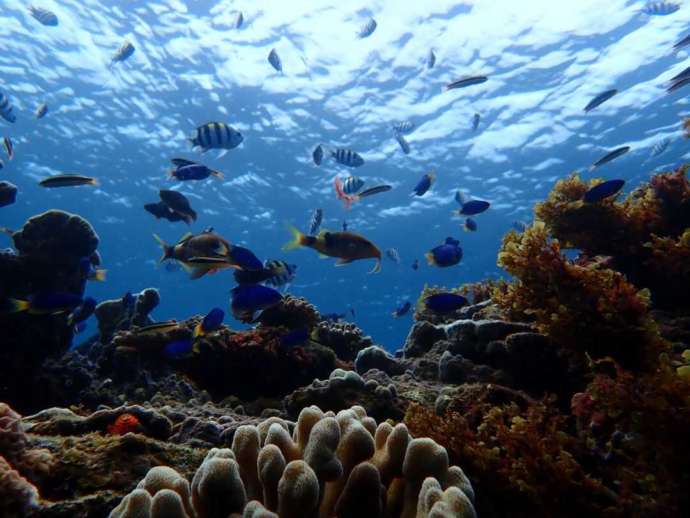 種子島の周辺で見られるサンゴ礁と色とりどりの魚たち