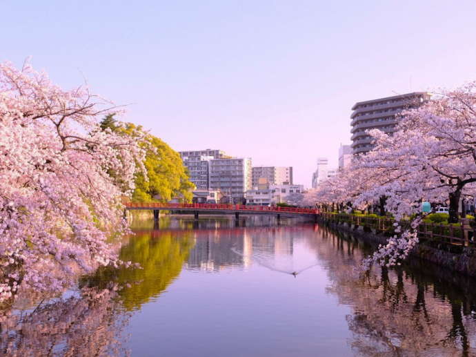 小田原城の御堀端に咲く桜