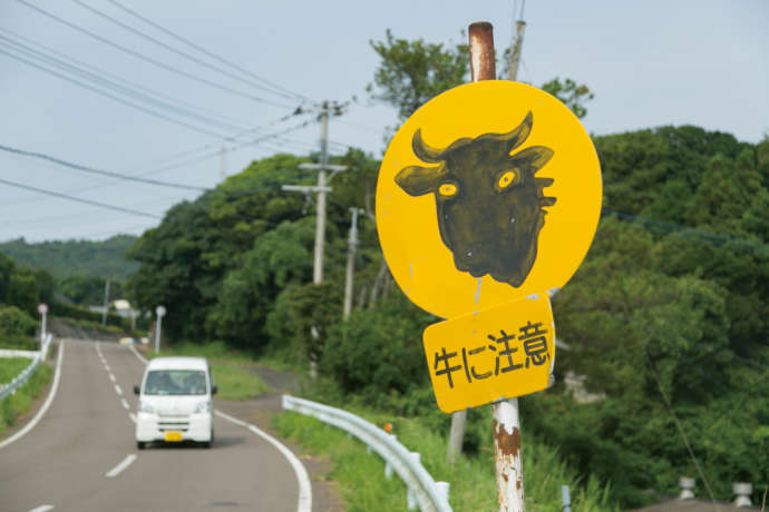 小値賀町の道路にたてられた「牛に注意」の標識