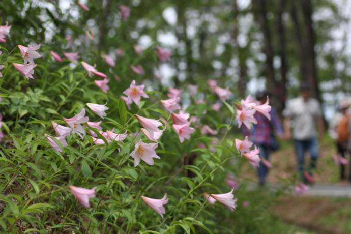 大山自然公園内に咲くヒメサユリ