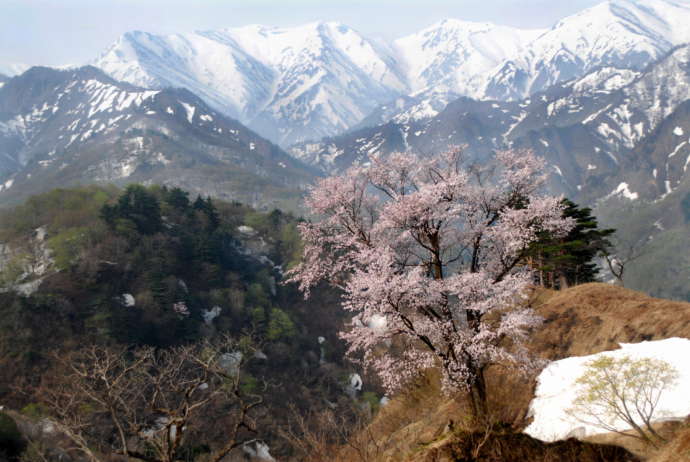 峠の残雪の中に咲いている一本桜