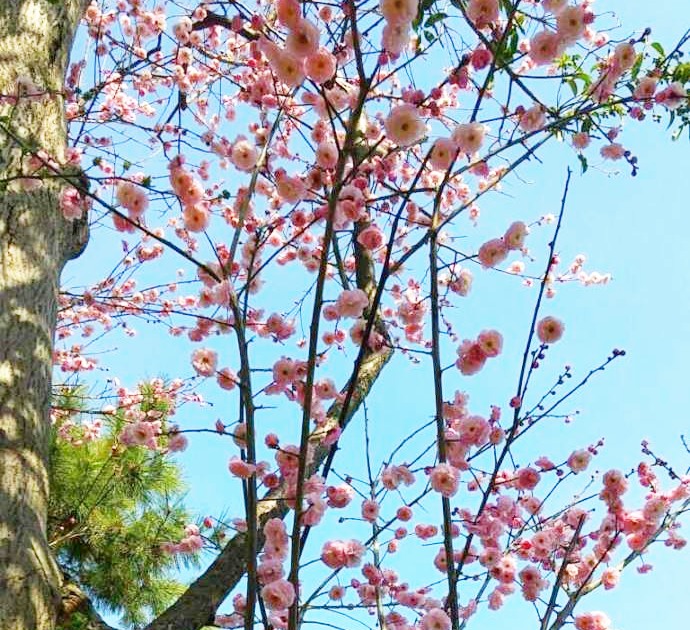 小黒恵子童謡記念館の庭の河童桜が開花する様子