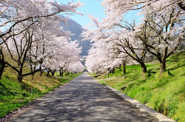 まっすぐな道の両脇に桜並木